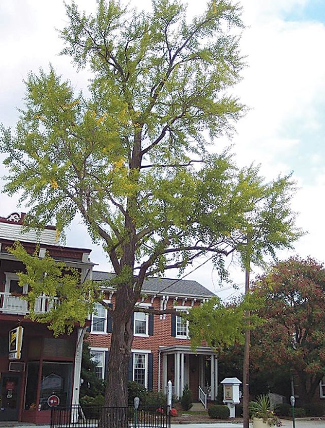 Locals trying to help Everett tree News, Sports, Jobs Altoona Mirror